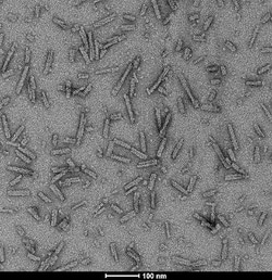 Novus Biologicals Recombinant Human alpha-Synuclein Active, Pre-formed Fibrils, (Type 1), A53T Mutant Protein